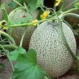 Melón