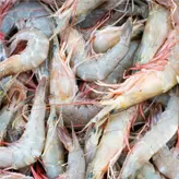 Gamba