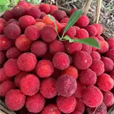 Bayberry