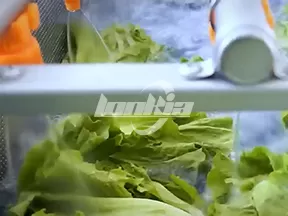 Línea de Producción de Lavado de Perejil