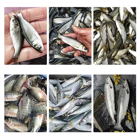 Máquina totalmente automática para matar peces