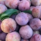 Ciruela