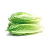 Lechuga romana